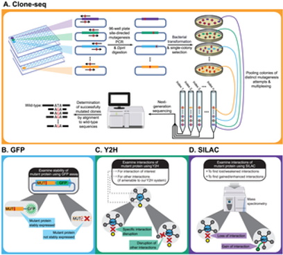 A massively parallel pipeline to clone DNA variants and examine molecular phenotypes of human disease mutations