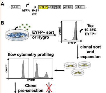 A multi-landing pad DNA integration platform for mammalian cell engineering