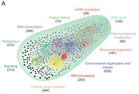 A proteome-wide fission yeast interactome reveals network evolution principles from yeasts to human