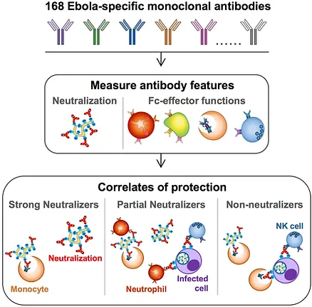 A role for Fc function in therapeutic monoclonal antibody-mediated protection against Ebola virus