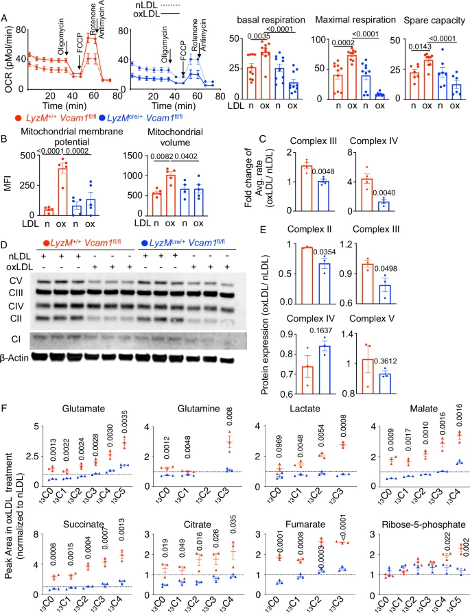 Aberrant mitochondrial DNA synthesis in macrophages exacerbates inflammation and atherosclerosis