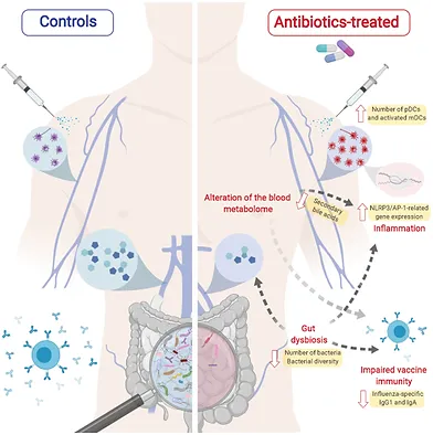 Antibiotics-driven gut microbiome perturbation alters immunity to vaccine in humans