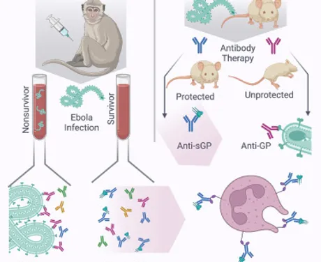 Antibodies against the Ebola virus soluble glycoprotein are associated with long-term vaccine-mediated protection of non-human primates