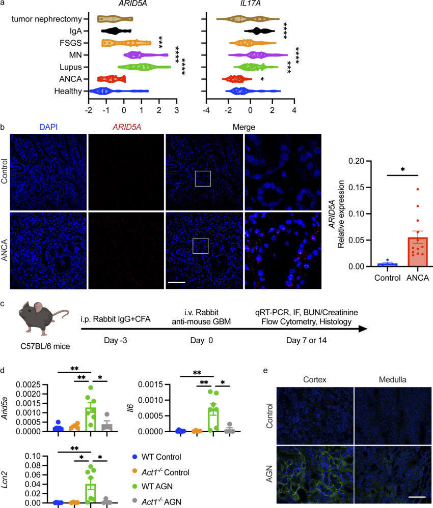 The RNA binding protein Arid5a drives IL-17-dependent autoantibody-induced glomerulonephritis