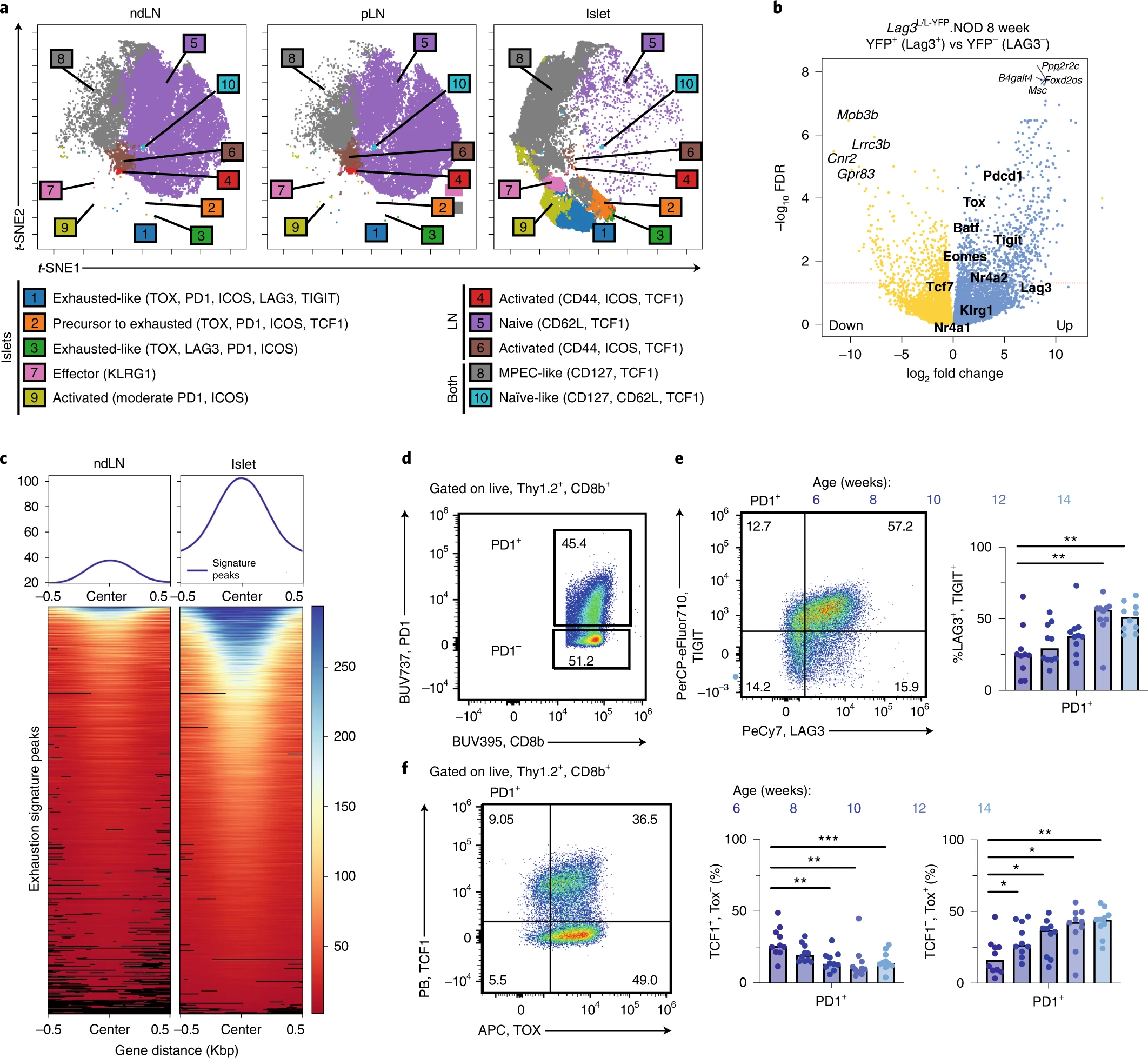 Autoreactive CD8+ T cells are restrained by an exhaustion-like program that is maintained by LAG3