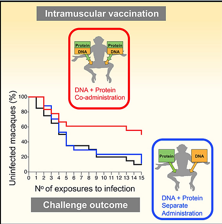 Co-immunization of DNA and Protein in the Same Anatomical Sites Induces Superior Protective Immune Responses against SHIV Challenge