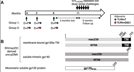 Control of heterologous SIVsmE660 infection by DNA and protein co-immunization regimens combined with different Toll-like receptor-4 (TLR-4) based adjuvants in macaques