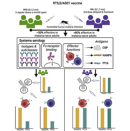 Delayed fractional dosing with RTS, S/AS01 improves humoral immunity to malaria via a balance of polyfunctional NANP6-and Pf16-specific antibodies