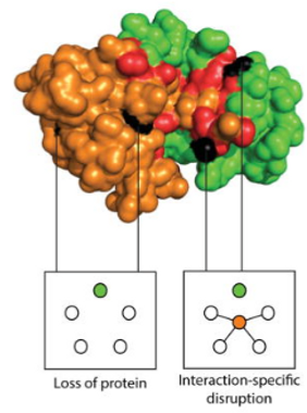 Elucidating common structural features of human pathogenic variations using large-scale atomic-resolution protein networks