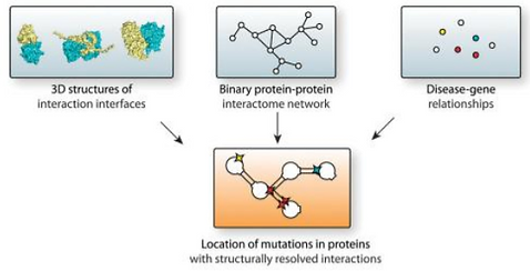 Exploring mechanisms of human disease through structurally-resolved protein interactome networks