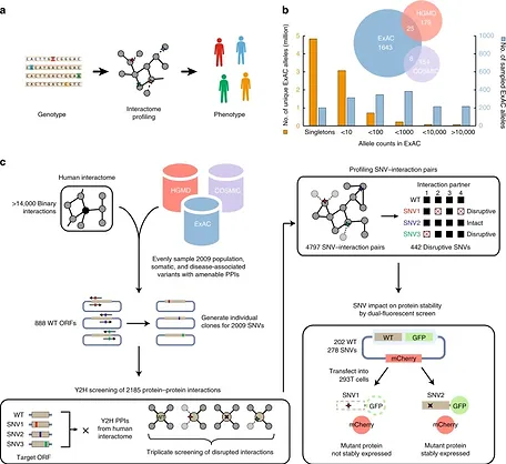 Extensive disruption of protein interactions by genetic variants across the allele frequency spectrum in human populations