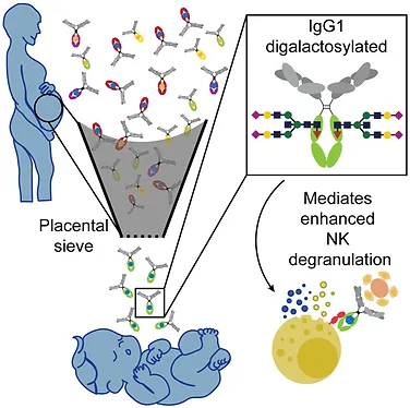 Fc glycan-mediated regulation of placental antibody transfer