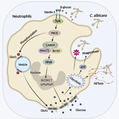 Fungal sensing enhances neutrophil metabolic fitness by regulating antifungal Glut1 activity