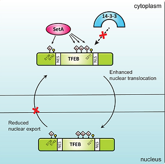 Glucosylation by the Legionella effector SetA promotes the nuclear localization of the transcription factor TFEB