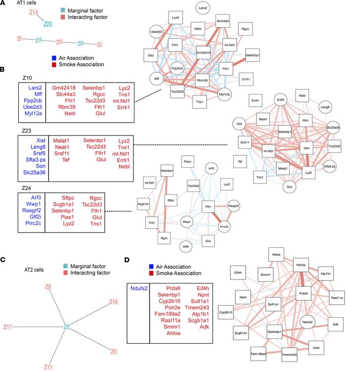 Interpretable machine learning uncovers epithelial transcriptional rewiring and a role for Gelsolin in COPD