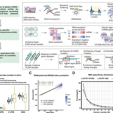 Landscape of microRNA regulatory network architecture and functional rerouting in cancer