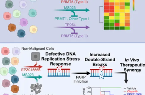 PRMT blockade induces defective DNA replication stress response and synergizes with PARP inhibition