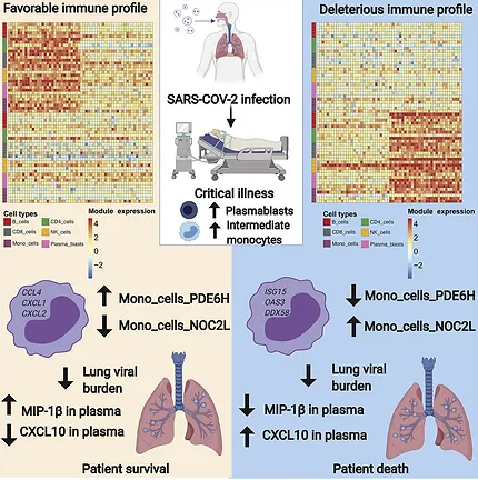 People critically ill with COVID-19 exhibit peripheral immune profiles predictive of mortality and reflective of SARS-CoV-2 lung viral burden