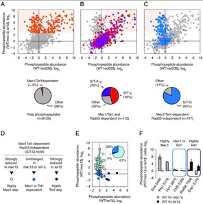 Phosphoproteomics reveals distinct modes of Mec1/ATR signaling during DNA replication