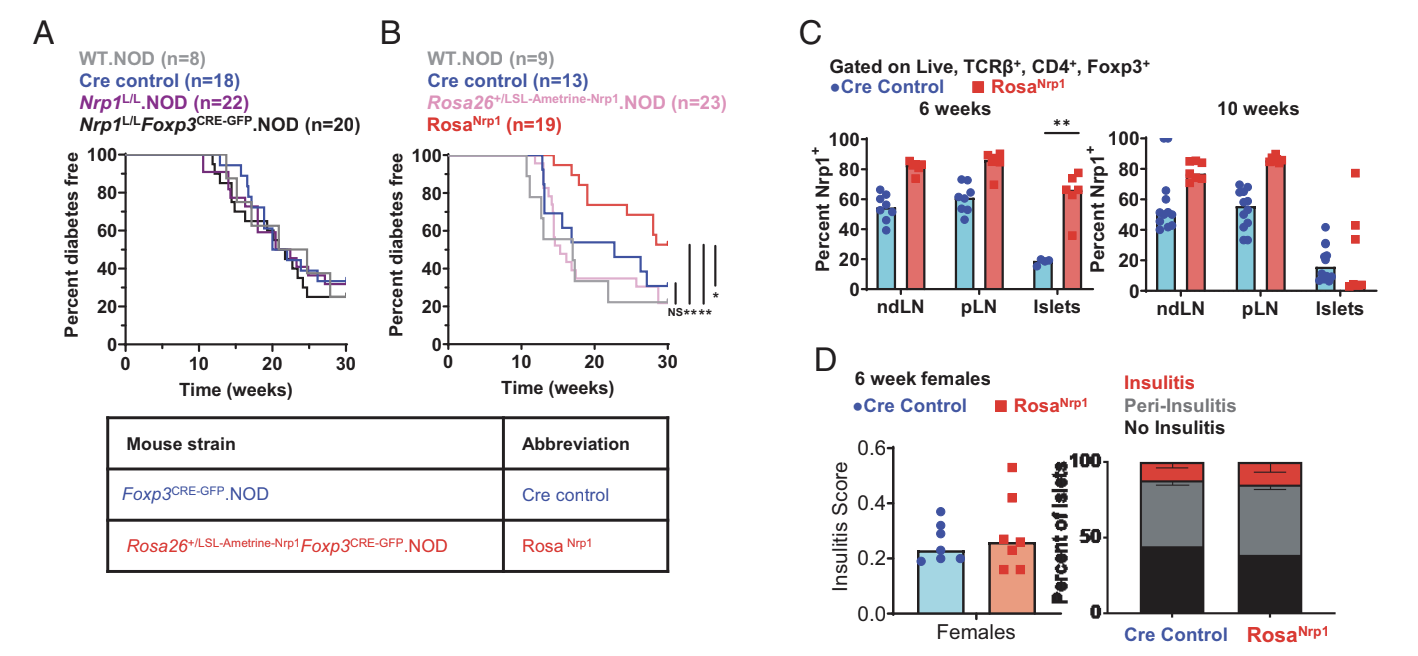 Regulatory T Cell Insufficiency in Autoimmune Diabetes Is Driven by Selective Loss of Neuropilin-1 on Intraislet Regulatory T Cells