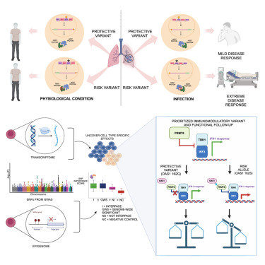 Uncovering cell-type-specific immunomodulatory variants and molecular phenotypes in COVID-19 using structurally resolved protein networks