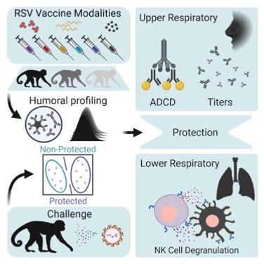 Upper and lower respiratory tract correlates of protection against respiratory syncytial virus following vaccination of nonhuman primates