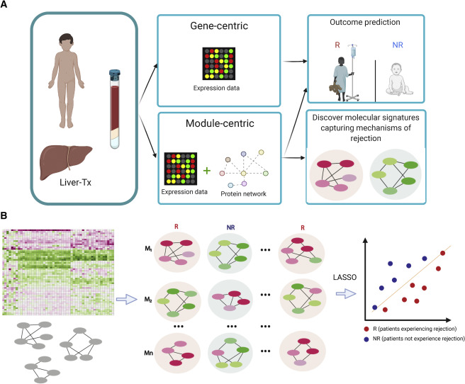 A network-based approach to identify expression modules underlying rejection in pediatric liver transplantation