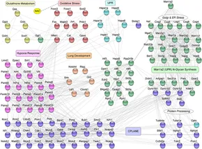 Mechanisms of Impaired Lung Development and Ciliation in Mannosidase-1-Alpha-2 Mutants