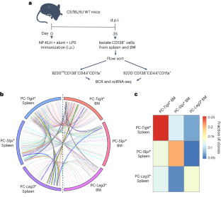 Temporal dynamics and genomic programming of plasma cell fates