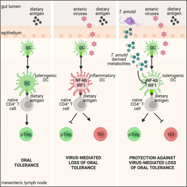 The gut protist Tritrichomonas arnold restrains virus-mediated loss of oral tolerance by modulating dietary antigen-presenting dendritic cells